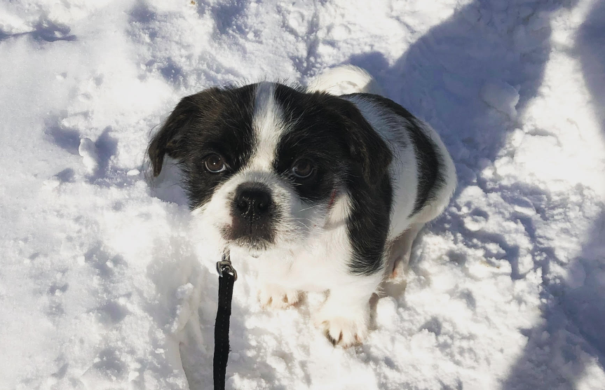 dressage chien québec